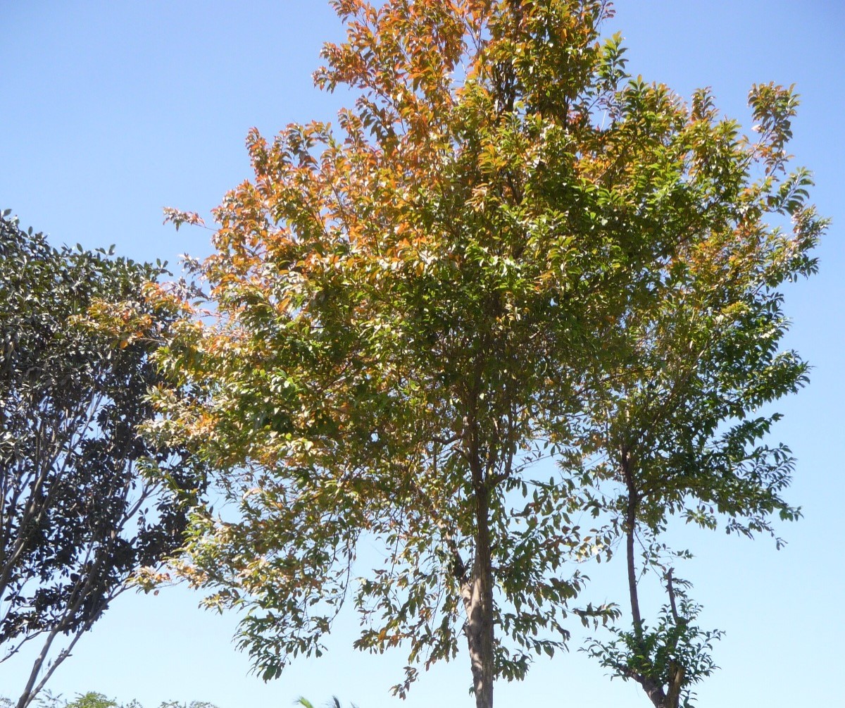 Citharexylum spinosum