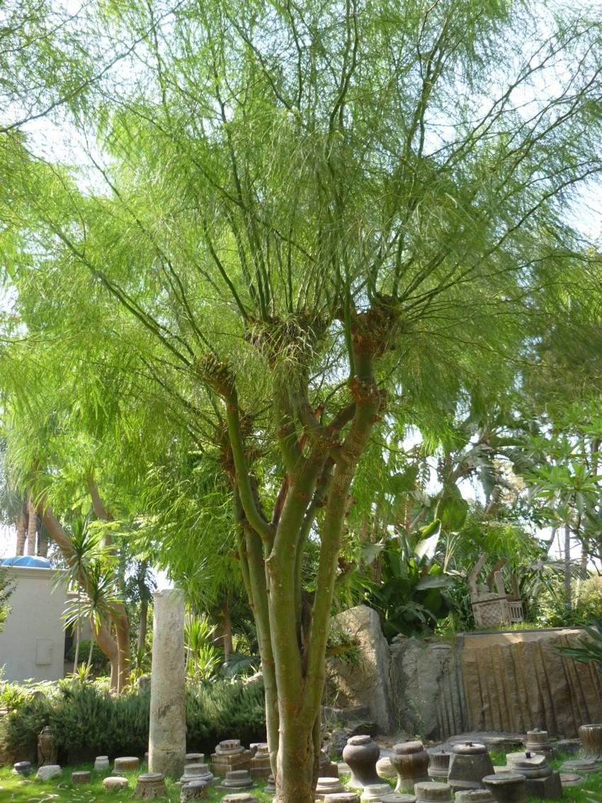 Parkinsonia aculeata