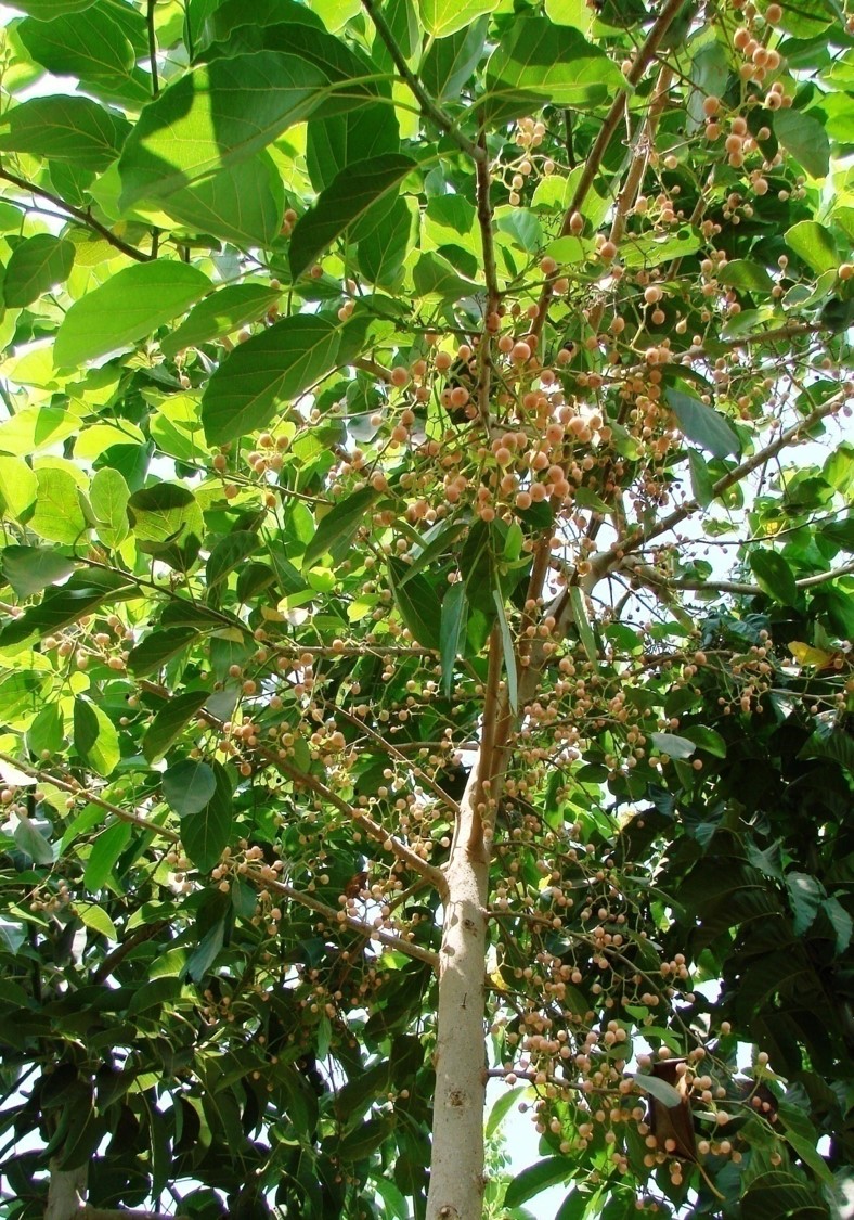 Cordia myxa