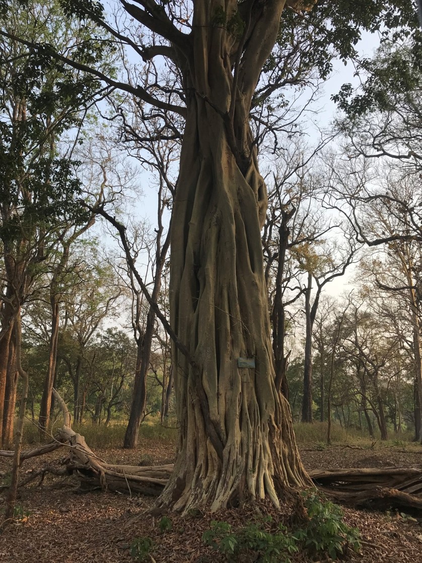 Ficus amplissima