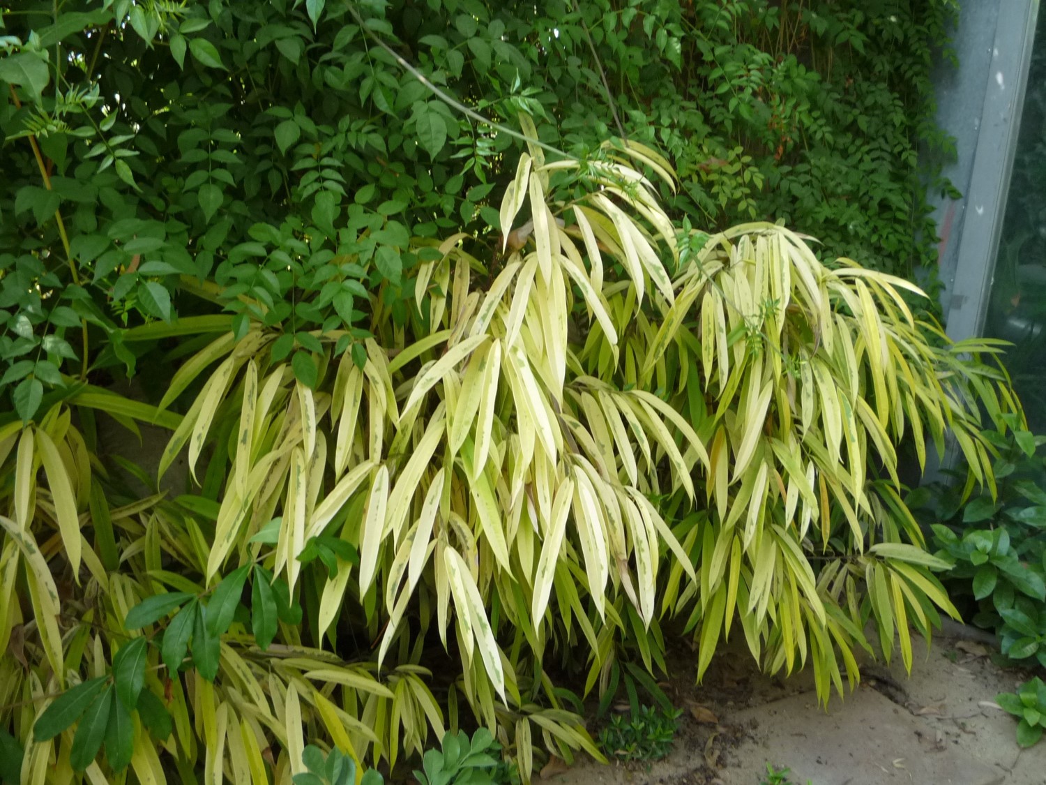 Ficus binnendijkii