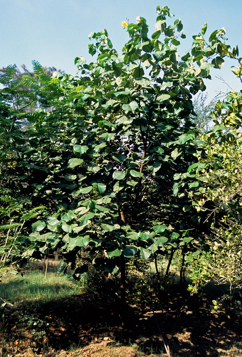 Hibiscus tiliaceus