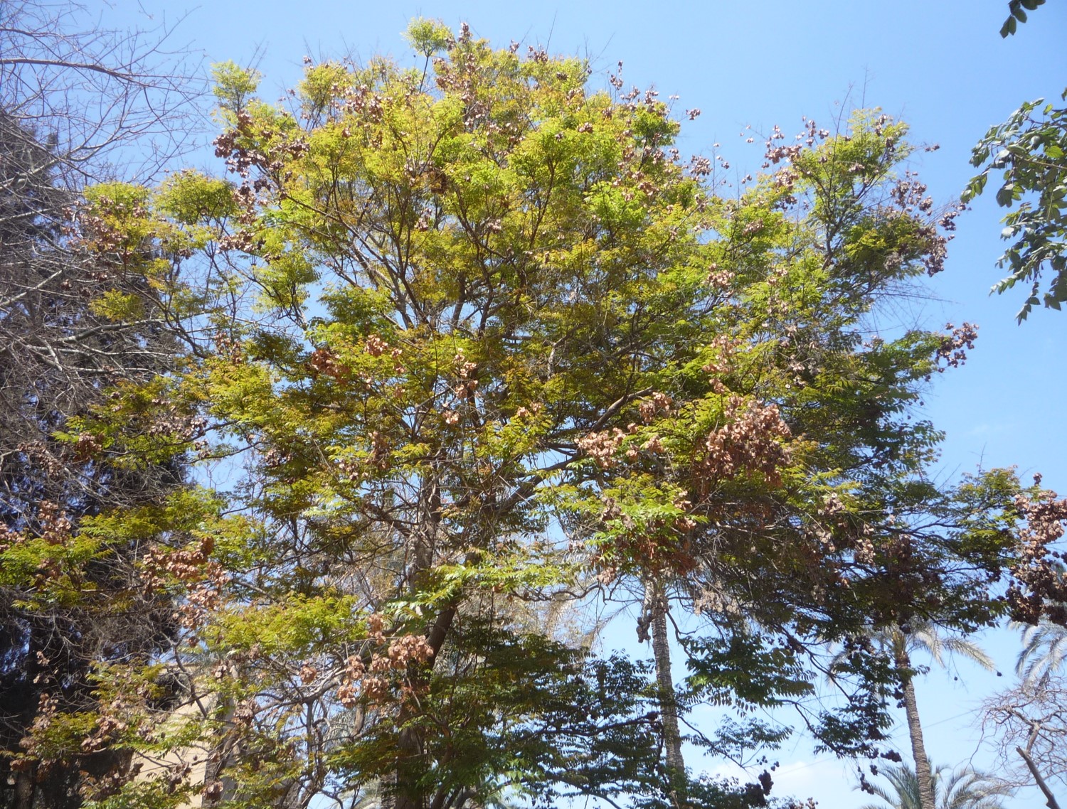 Koelreuteria paniculata