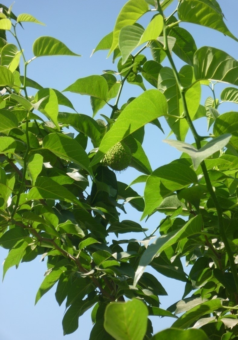 Maclura pomifera