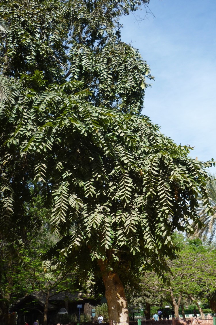 terminalia arjuna