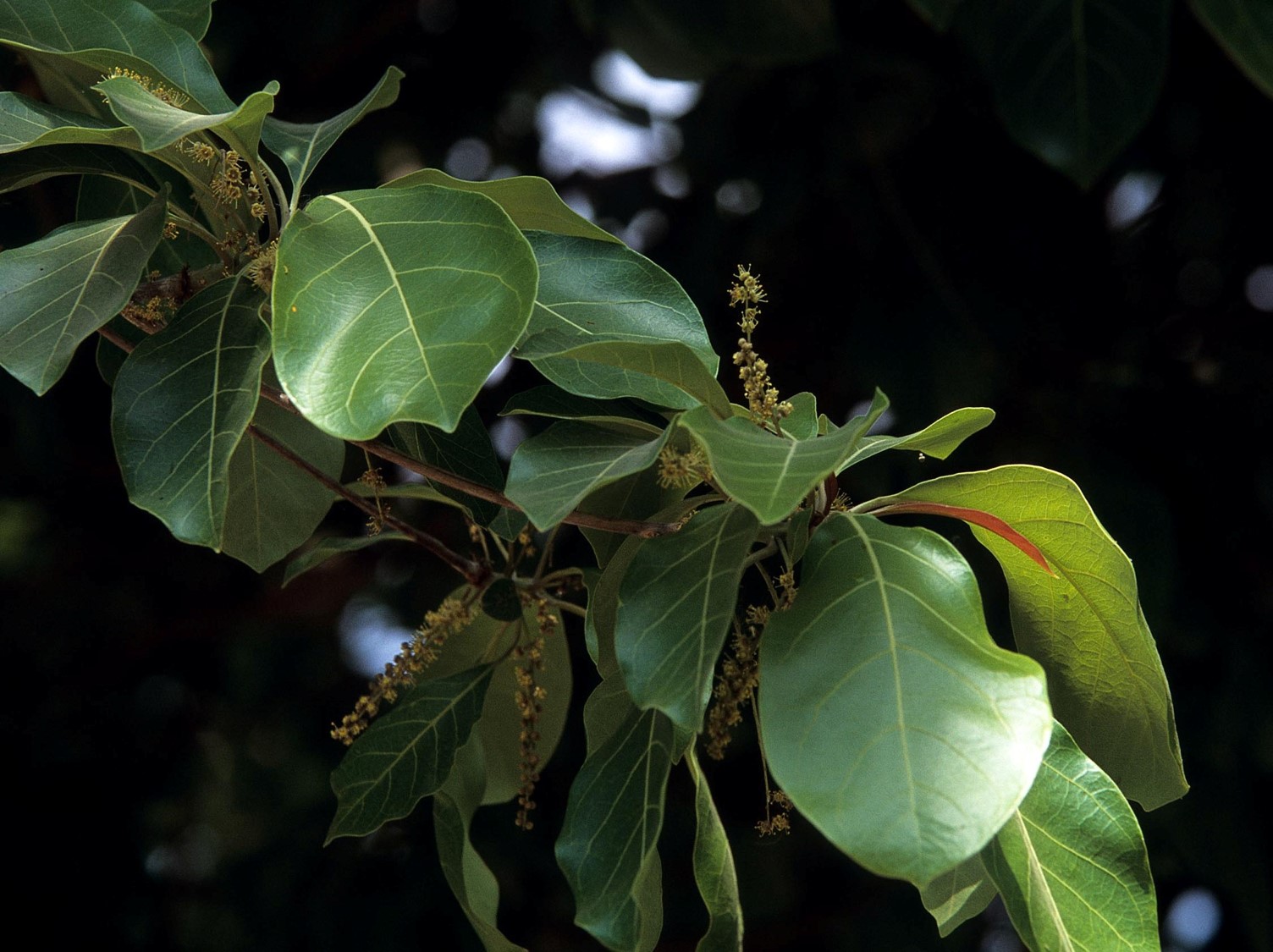 terminalia bellirica