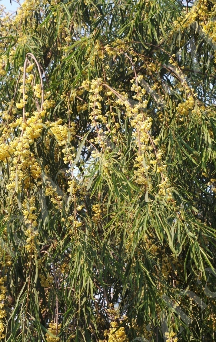 Pittosporum angustifolium