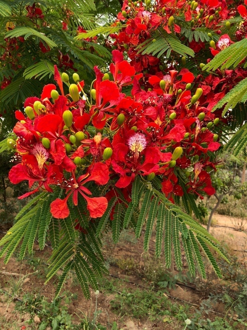 Delonix regia