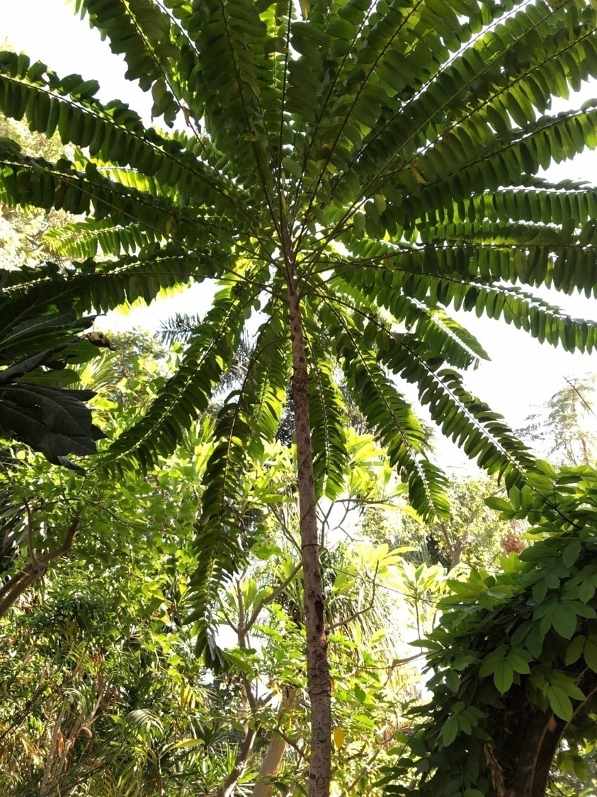 Phyllanthus juglandifolius