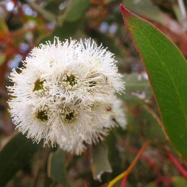 Eucalyptus x  alpina