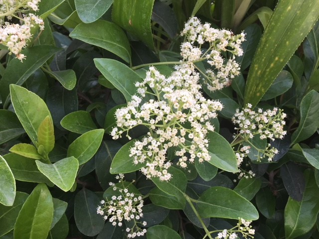 Ligustrum Japonicum