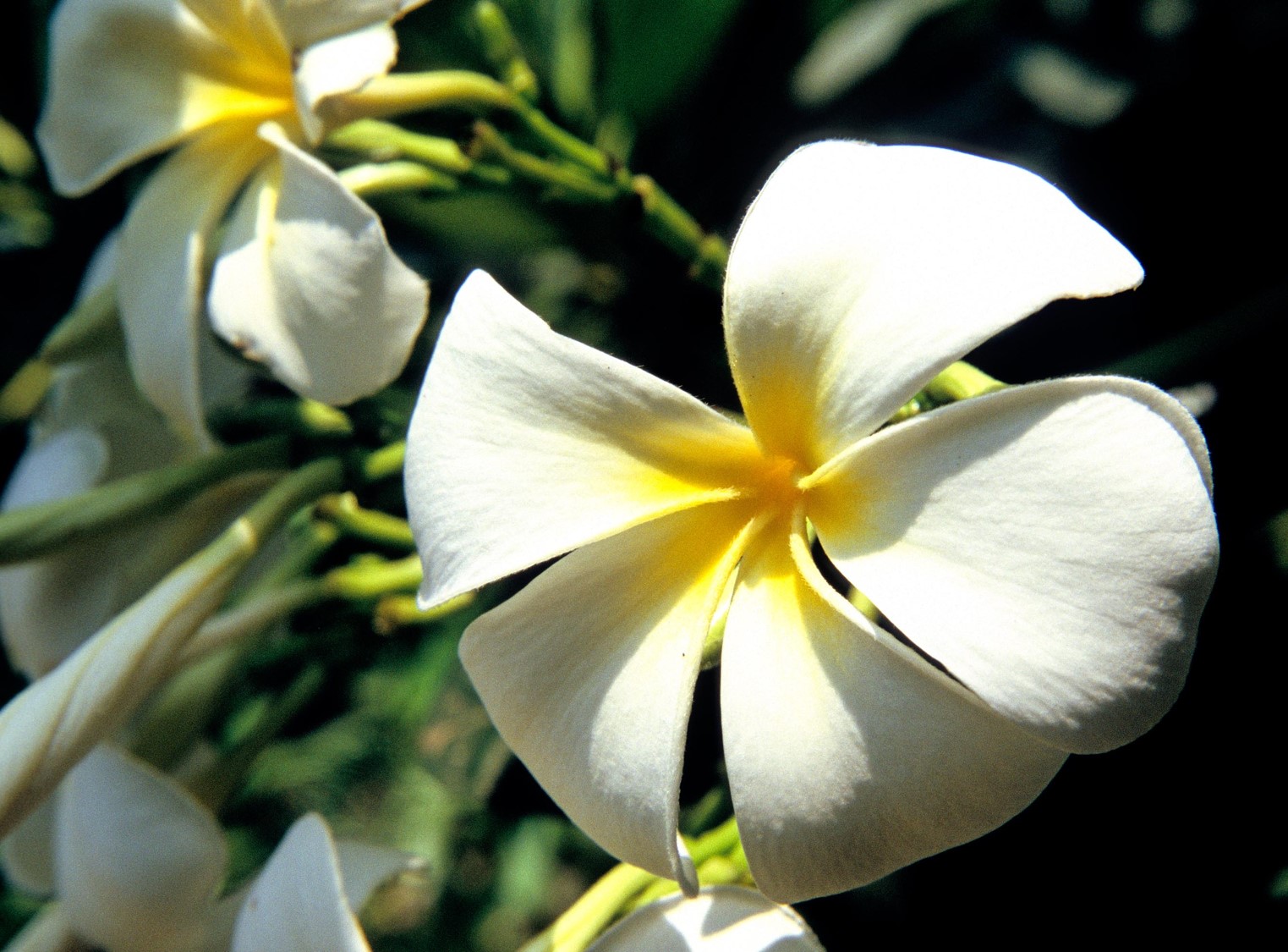 Plumeria obtusa