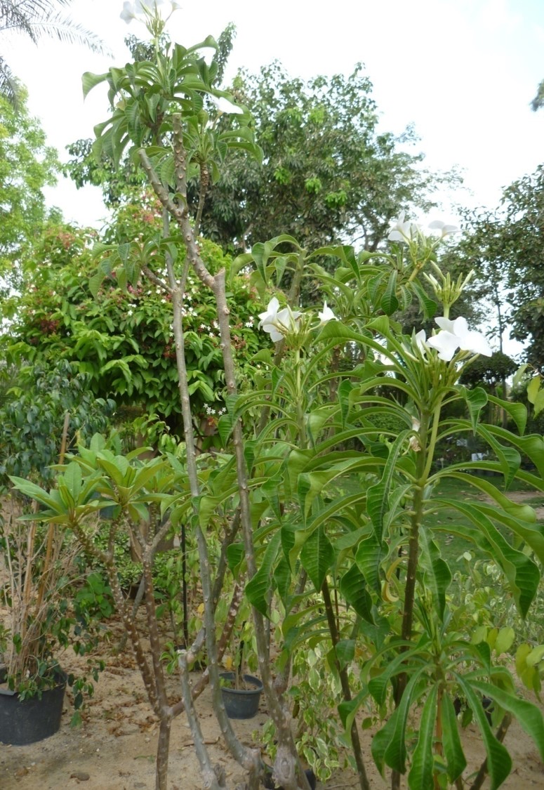 Plumeria pudica