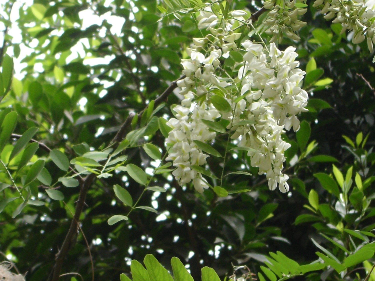 Robinia pseudoacacia