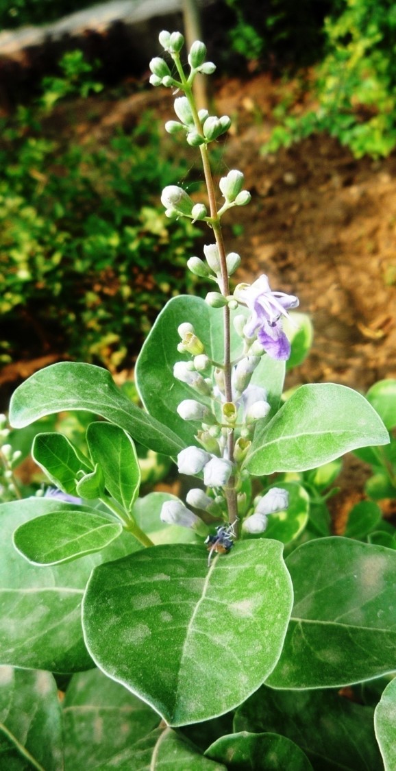 Vitex trifolia