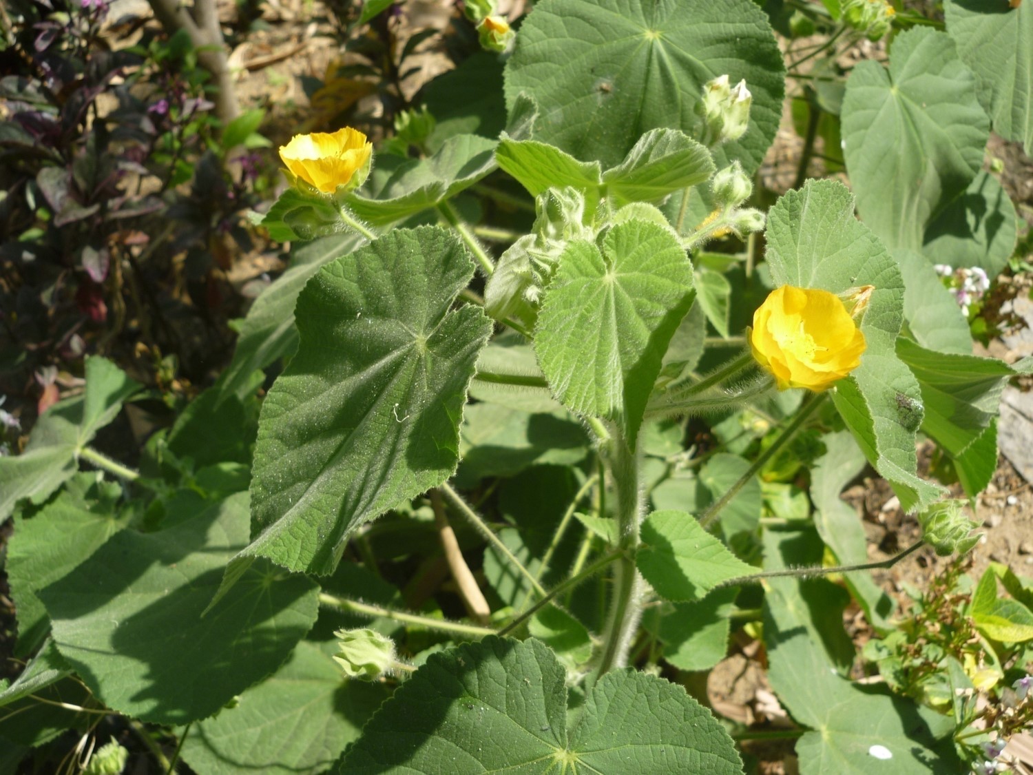 Abutilon hirtum