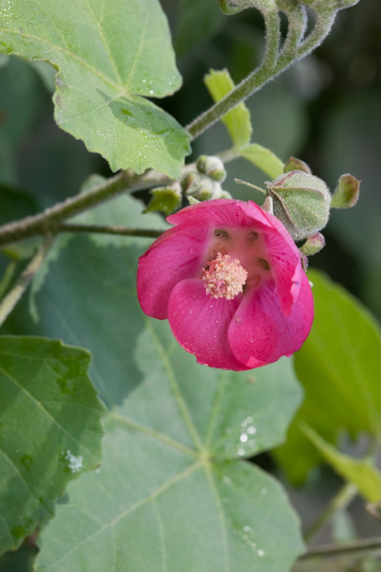 Abutilon x hybridum