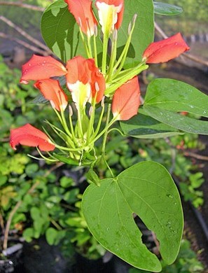 Bauhinia madagascariensis