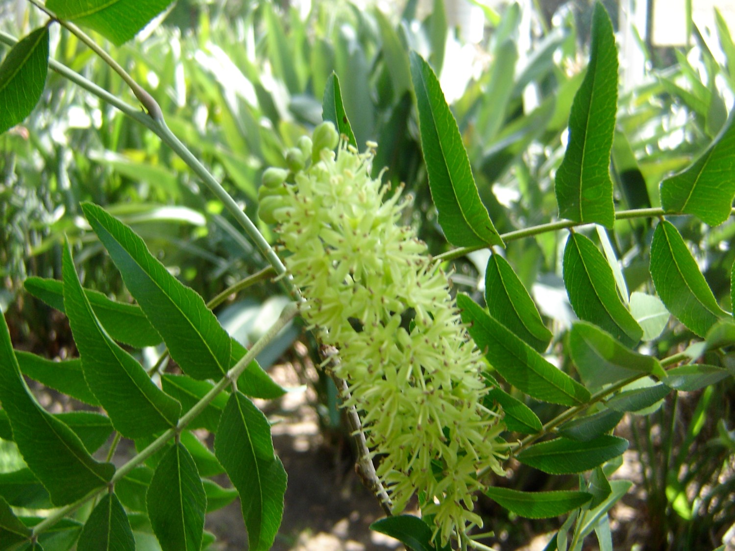 Gleditsia caspica