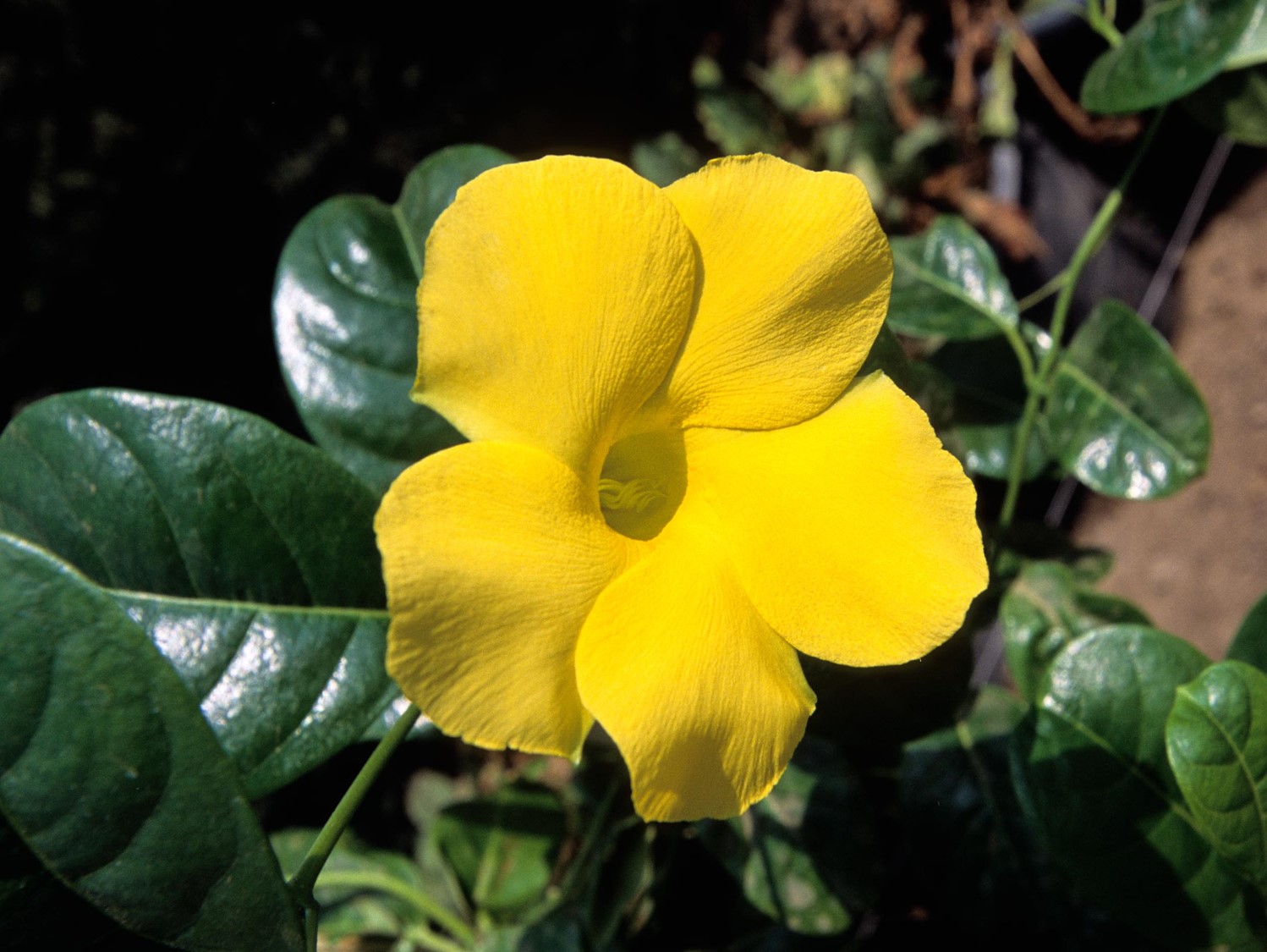 Allamanda cathartica