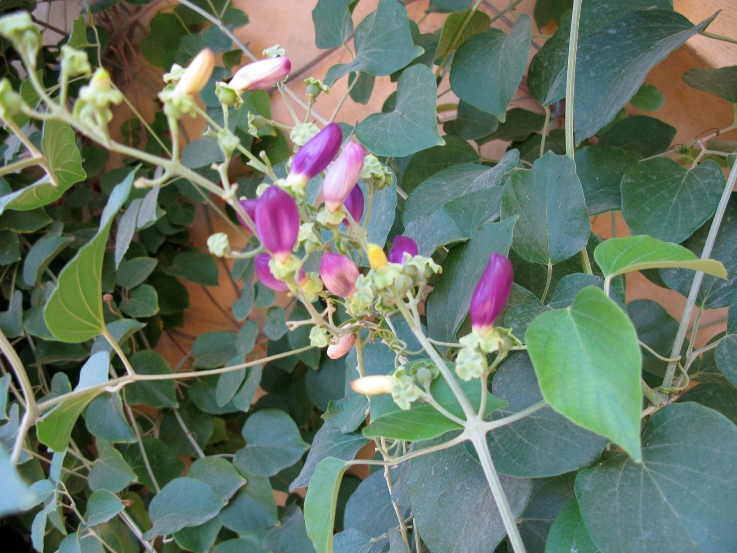 Amphilophium paniculatum