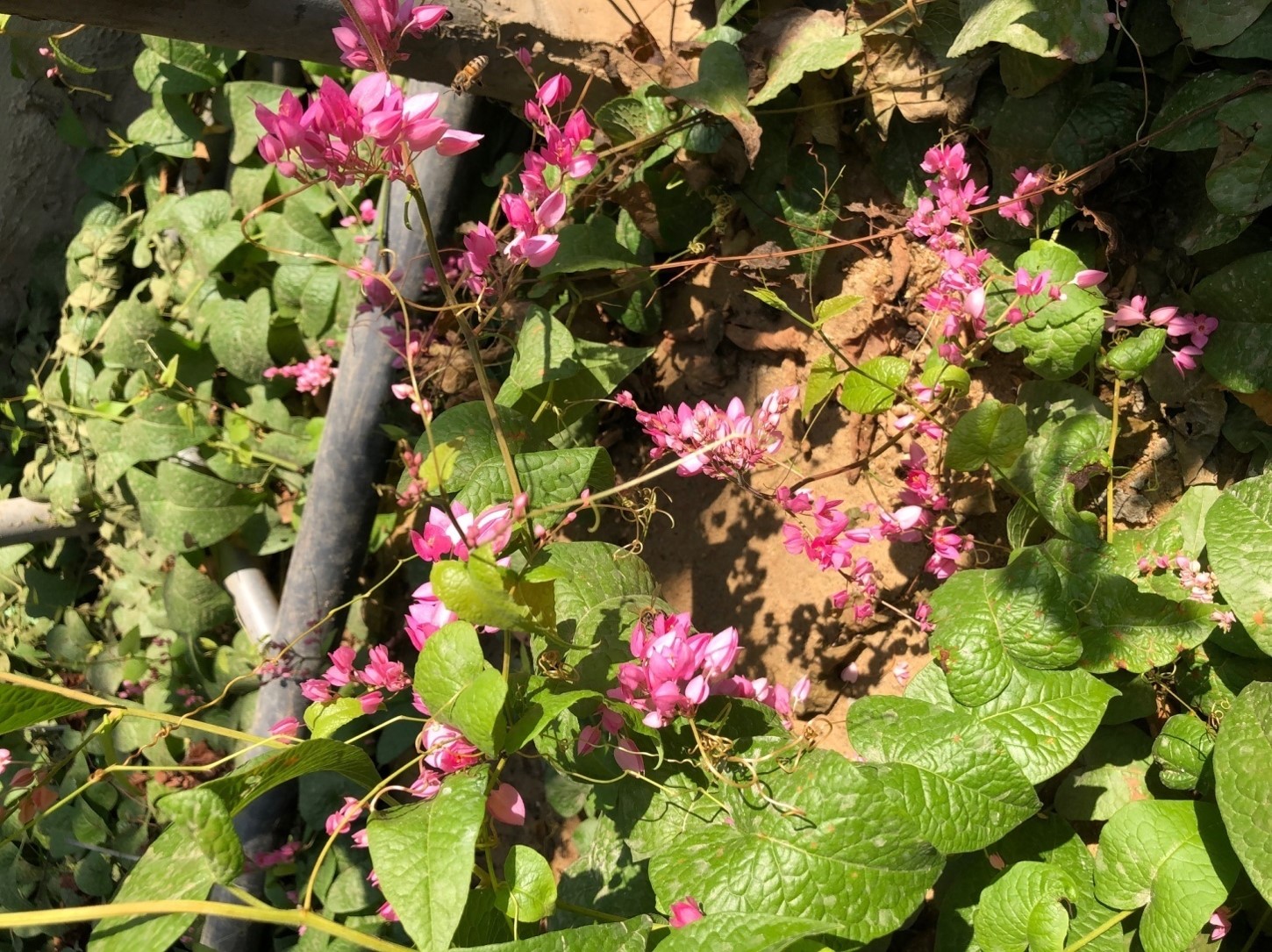 Antigonon guatemalense