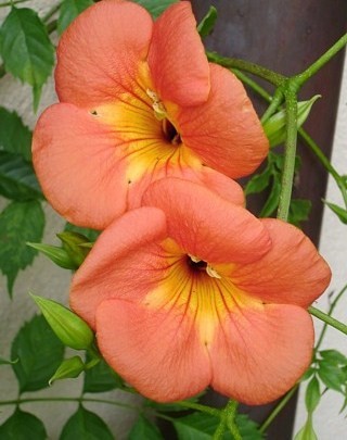 Campsis grandiflora