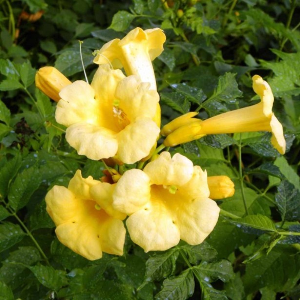 Campsis radicans