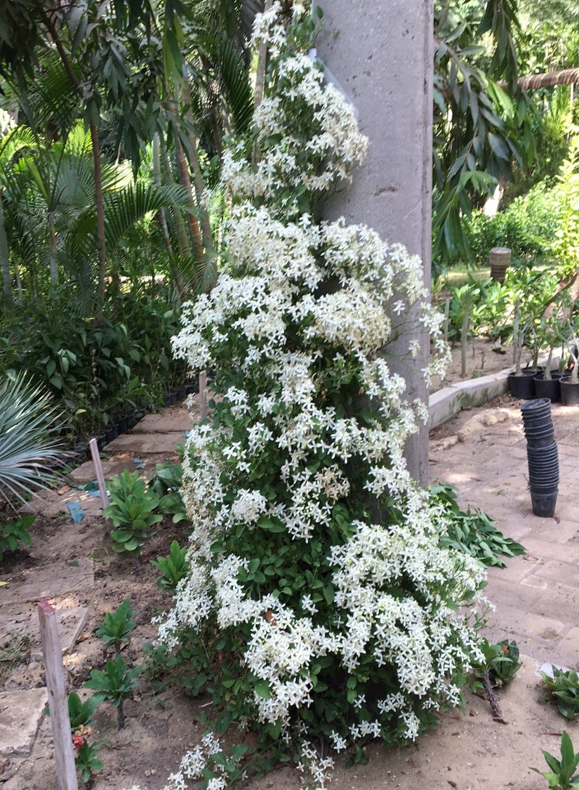 Clematis flammula