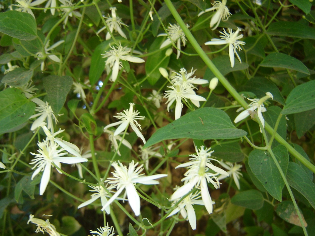 Clematis terniflora