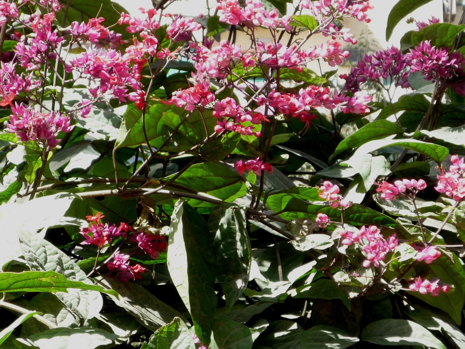 Clerodendrum speciosum