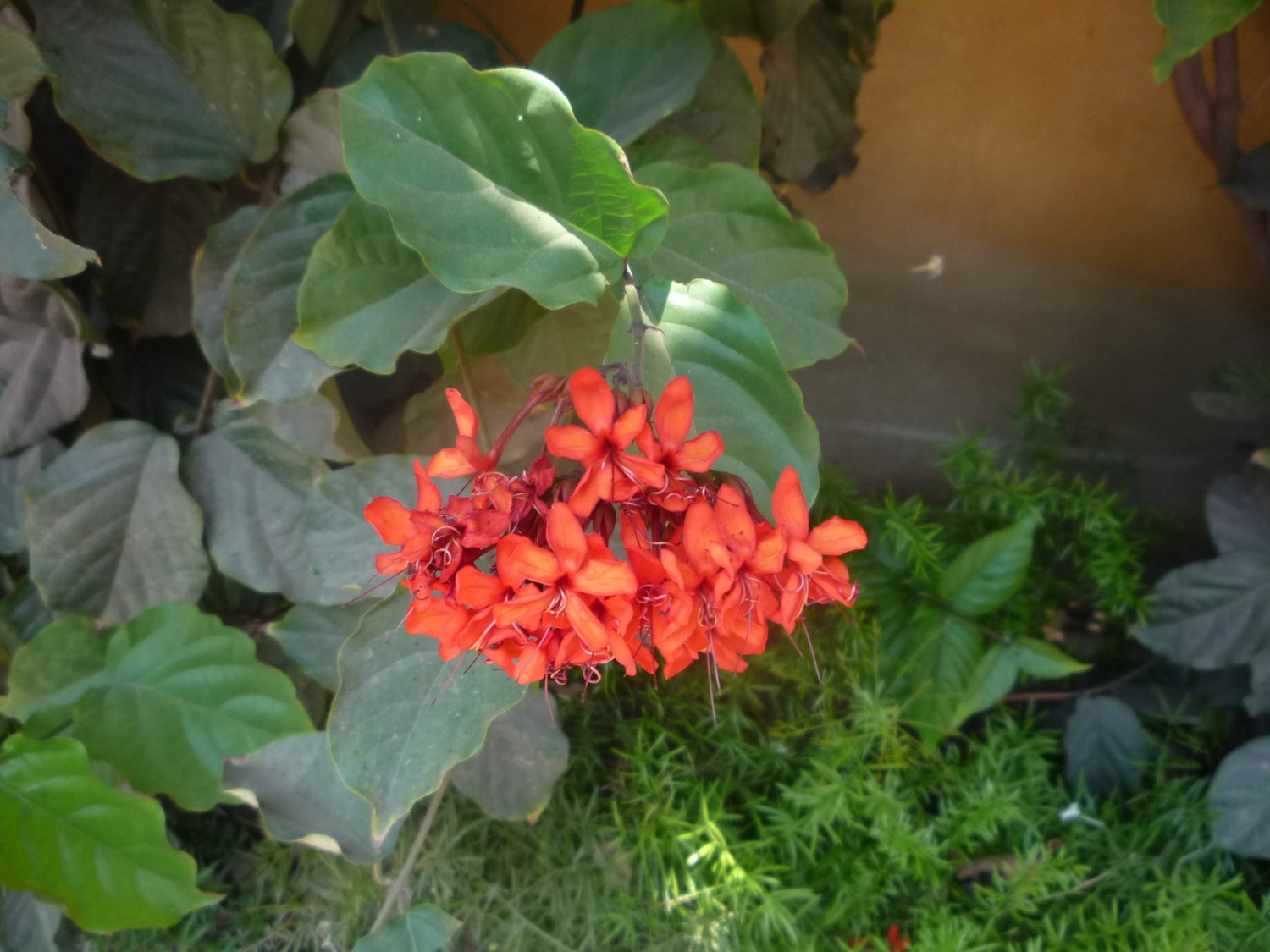 Clerodendrum splendens