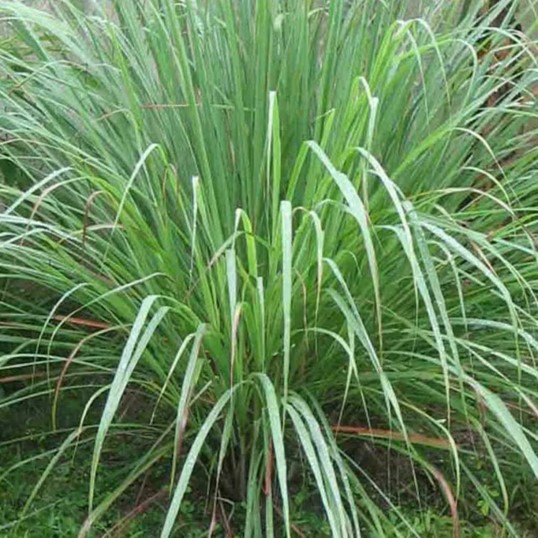 Cymbopogon citratus