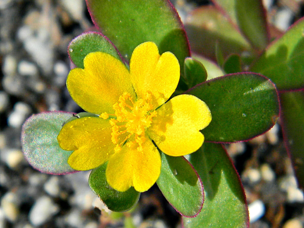 Portulaca oleracea