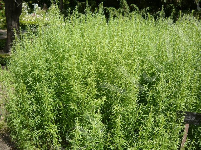 Artemisia dracunculus