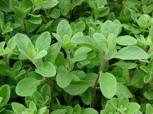 Origanum majorana