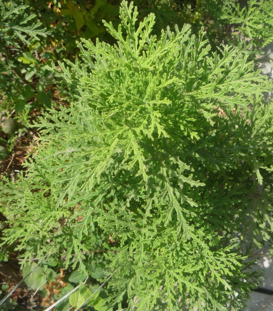 Pelargonium citrosum