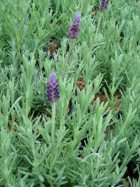 Lavandula angustifolia