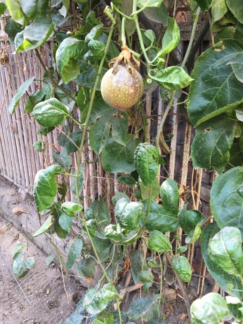 Passiflora edulis