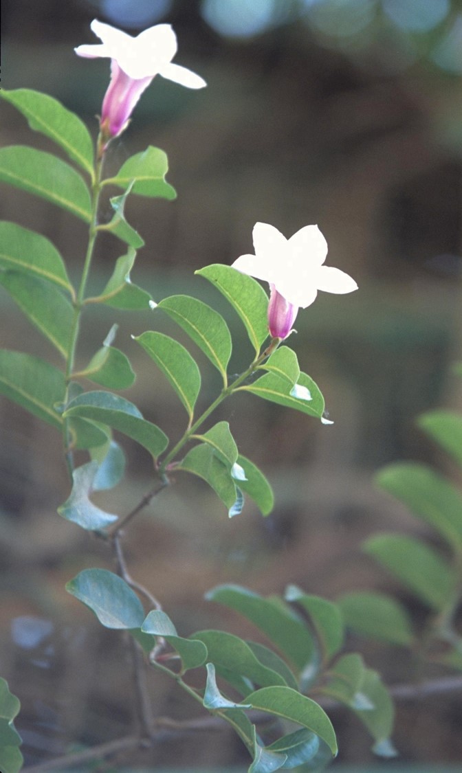 Cryptostegia grandiflora