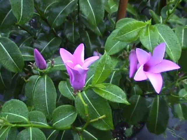 Cryptostegia madagascariensis