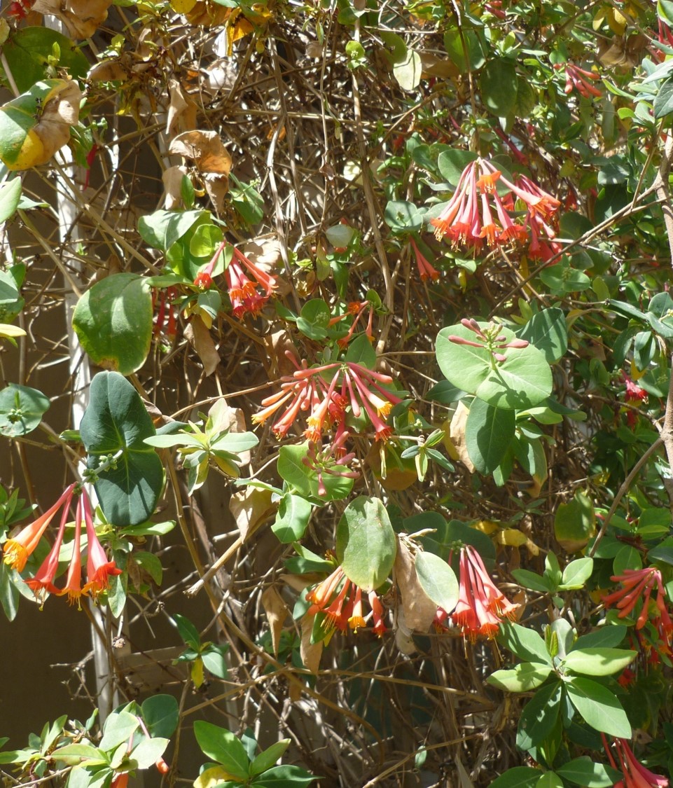 Lonicera sempervirens