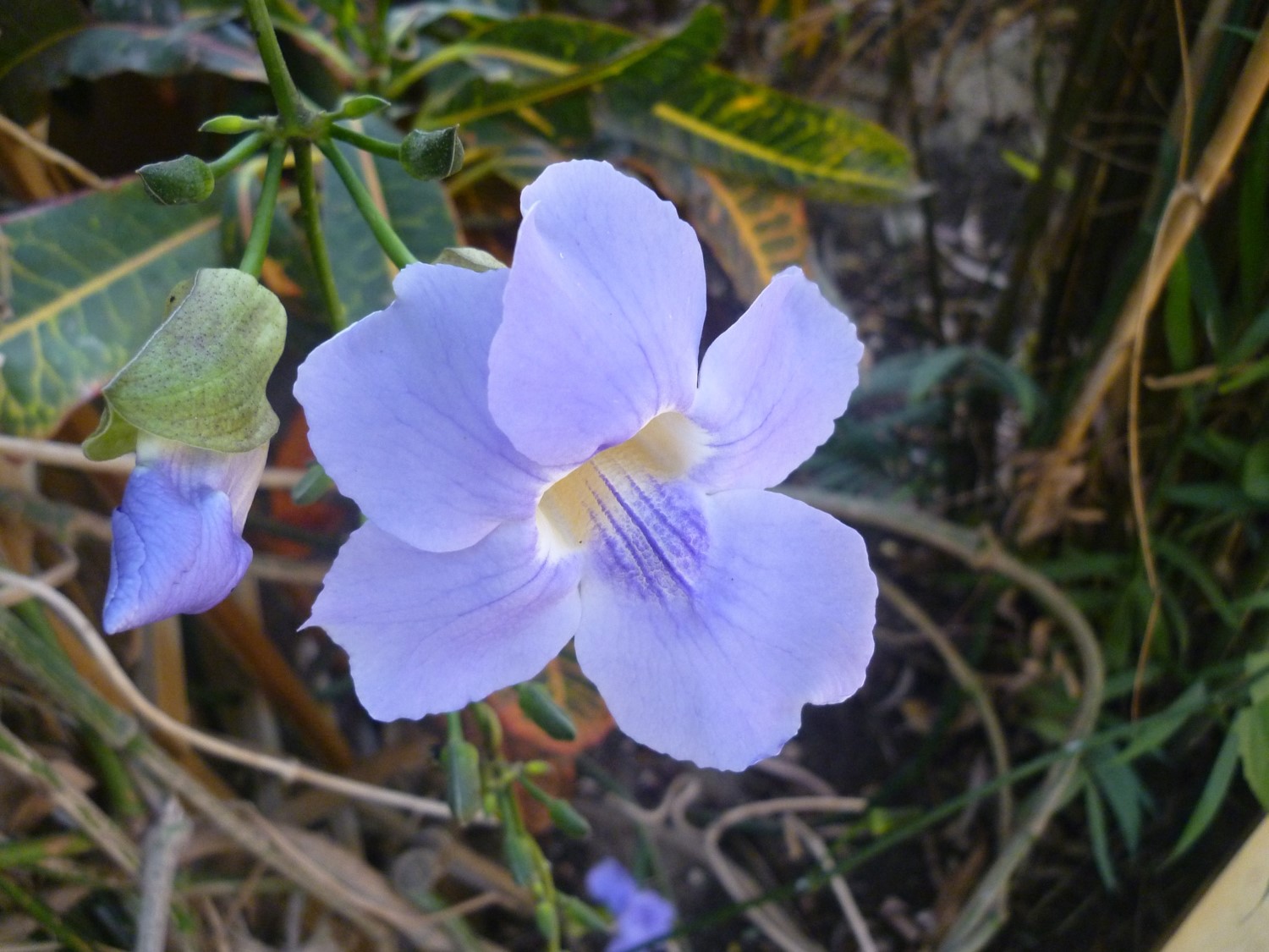 Thunbergia grandiflora