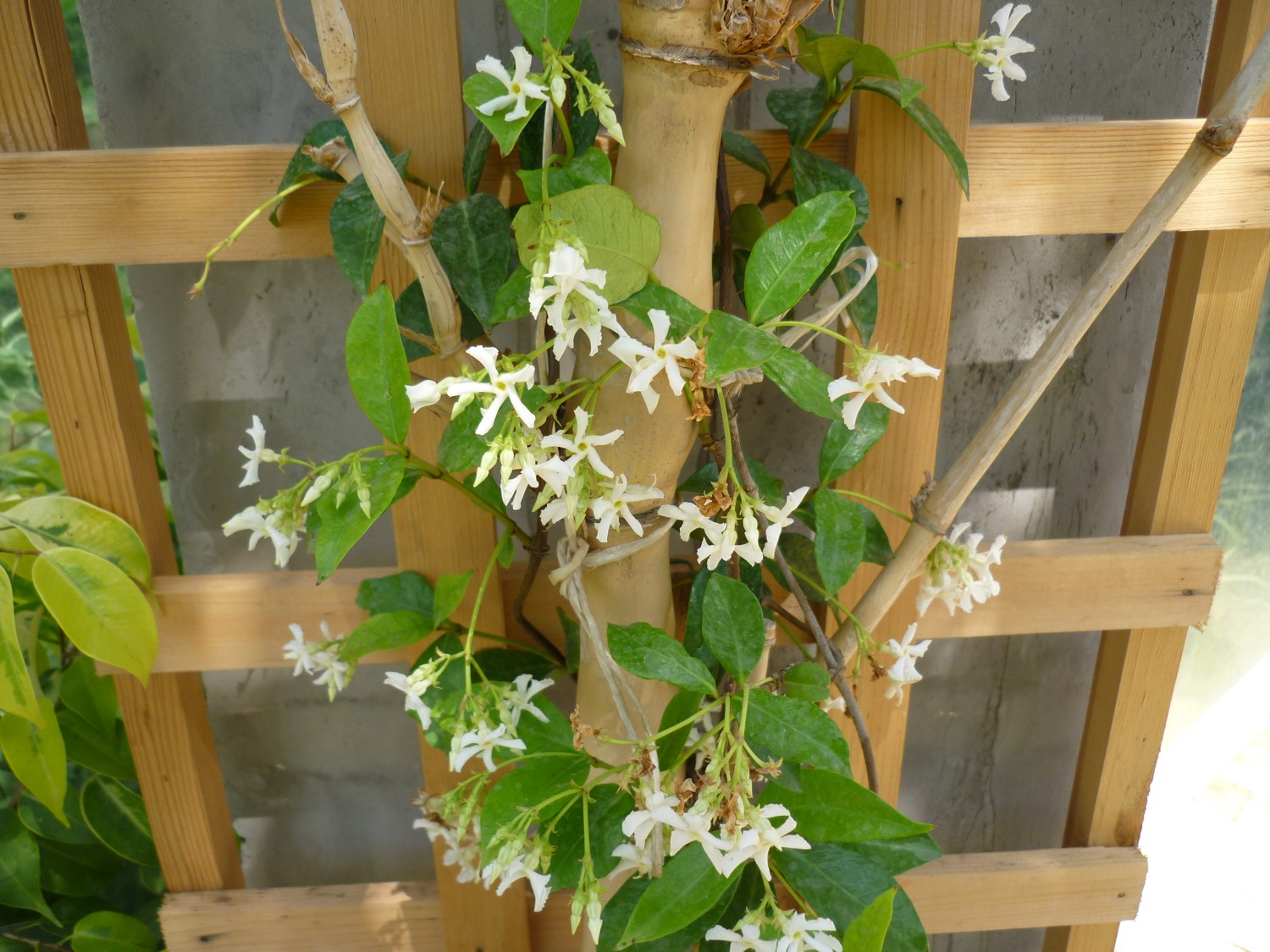 Trachelospermum jasminoides