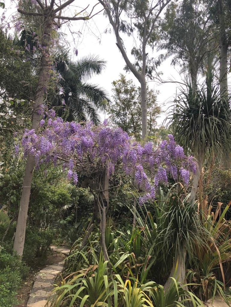 Wisteria sinensis