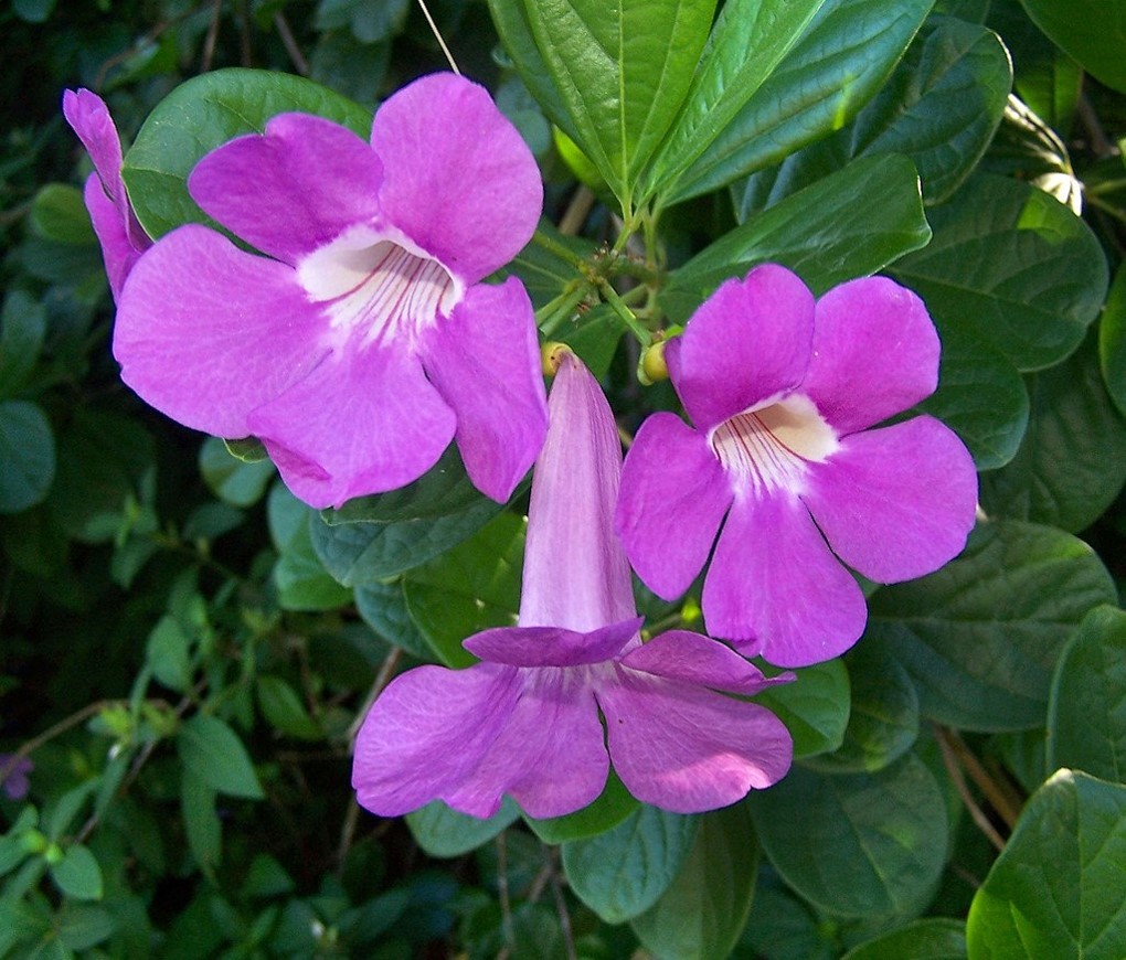 Bignonia magnifica