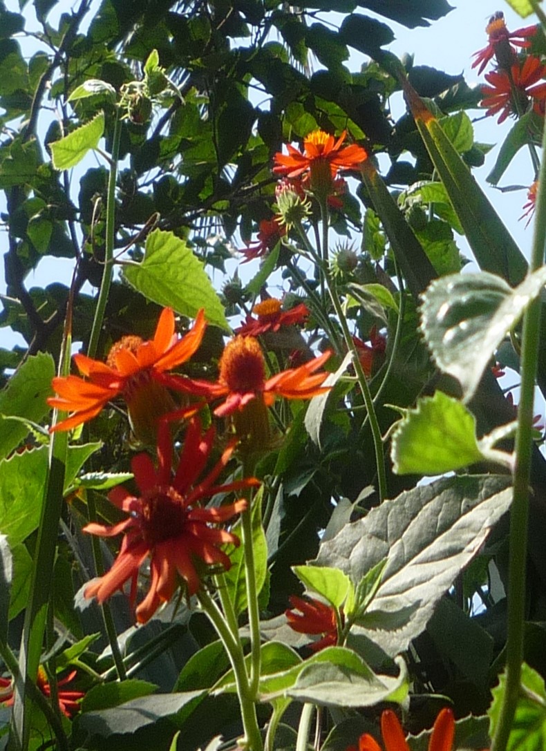 Senecio confusus