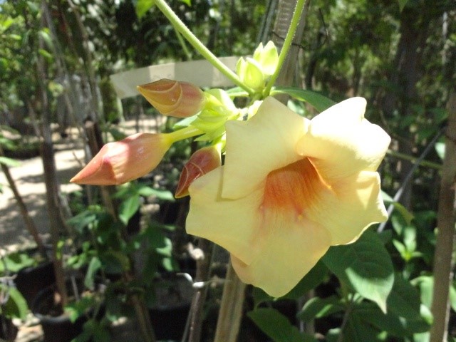 Allamanda cathartica Hendersonii