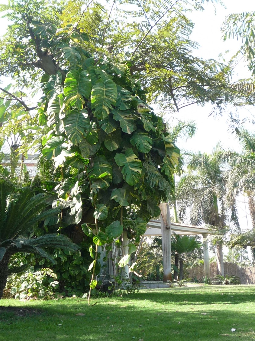 Epipremnum aureum