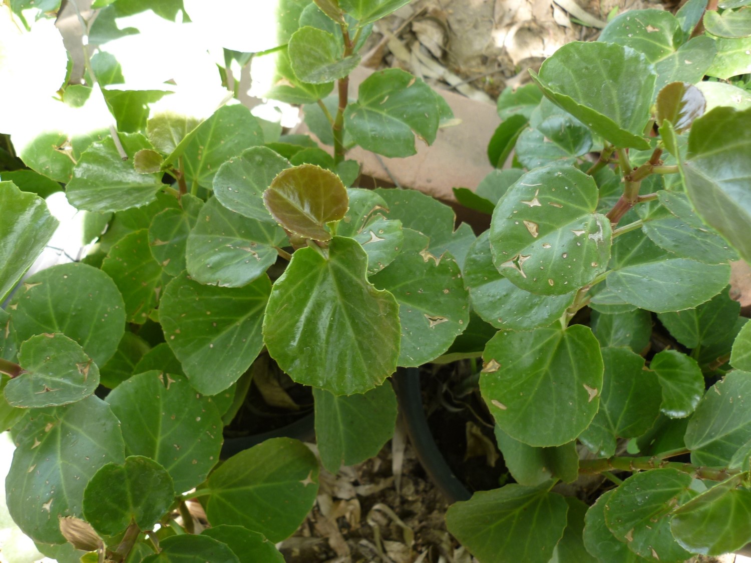 Cissus rotundifolia